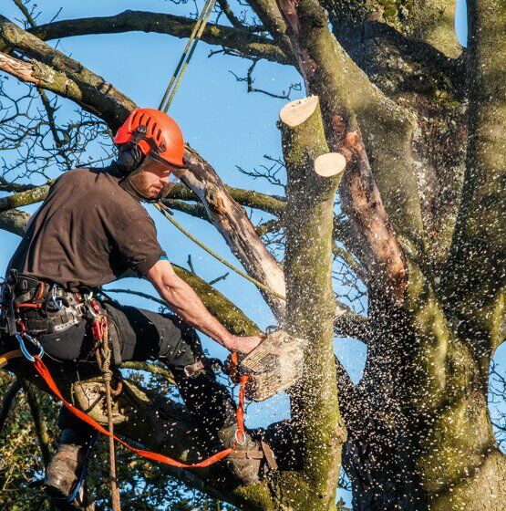 Toronto Tree Removal